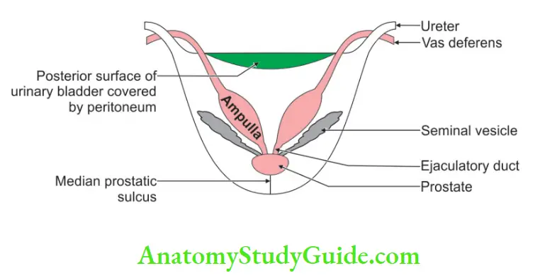 Urinary Bladder And Urethra Relations of posterior surface of the bladder