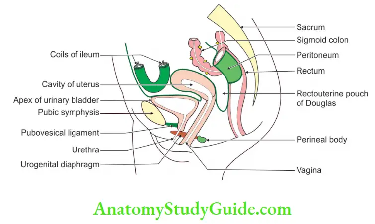 Urinary Bladder And Urethra Relations of urinary bladder in Female