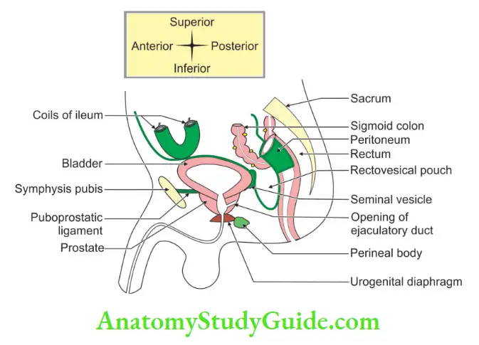 Urinary Bladder And Urethra Relations of urinary bladder in male