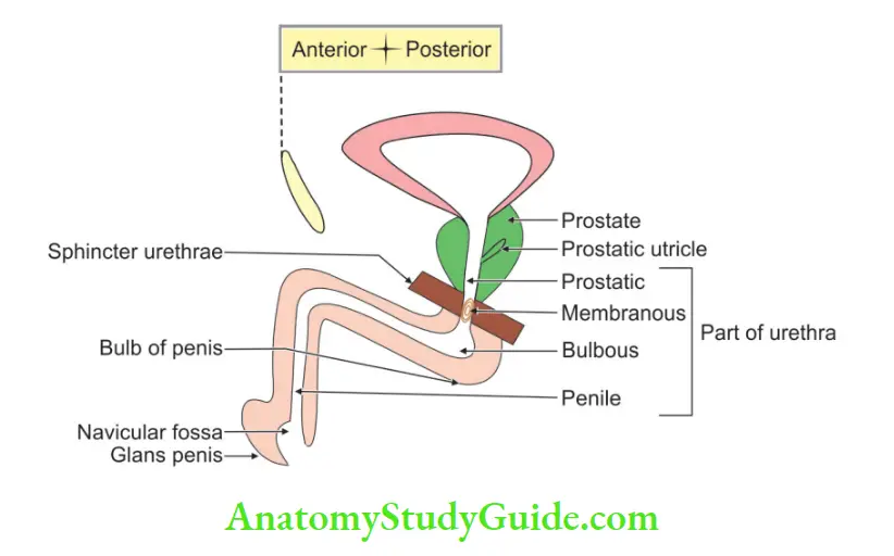 Urinary Bladder And Urethra course of male urethra