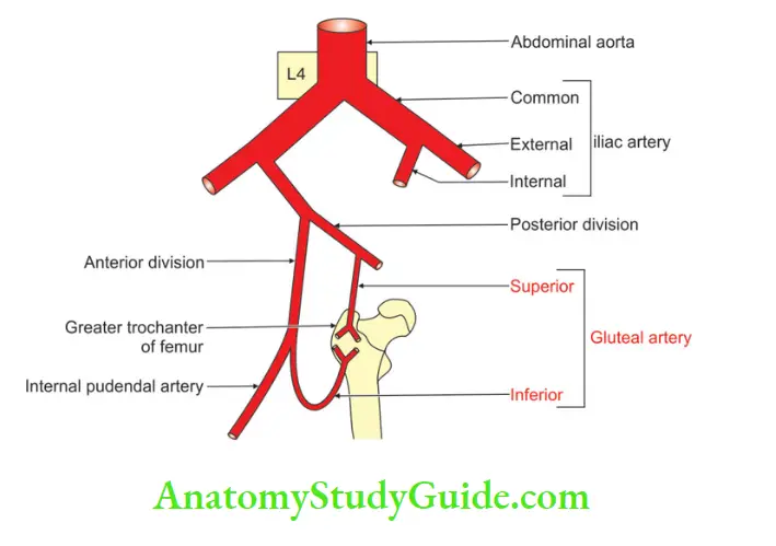 Walls Of Pelvis Anastomosis between superior and inferior gluteal arteries at trochanter of femur