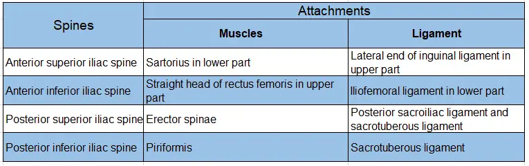 Walls Of Pelvis Attachments of iliac spines