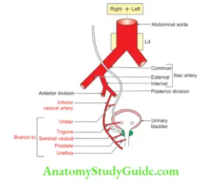 Walls Of Pelvis - Anatomy Study Guide