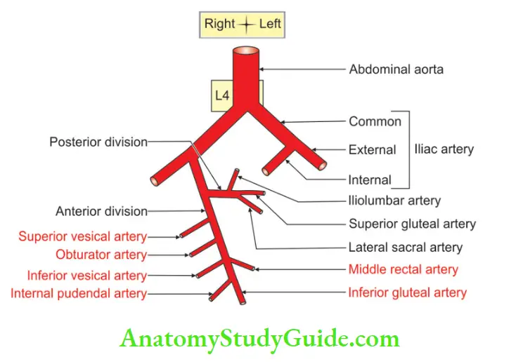 Walls Of Pelvis Branches of the right internal iliac artery