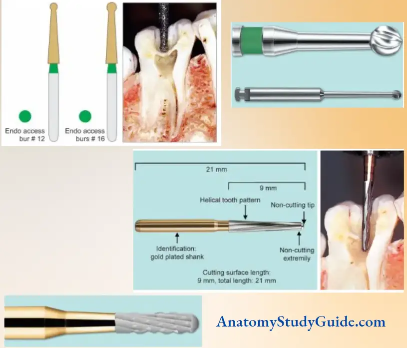 Access Cavity Preparation Notes Access Opening Burs