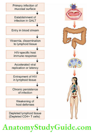 Acquired Immunodeficiency Syndrome Symptoms And Causes Schematic RepreSequence Of Events In The Pathogenesis Of HIV Disease