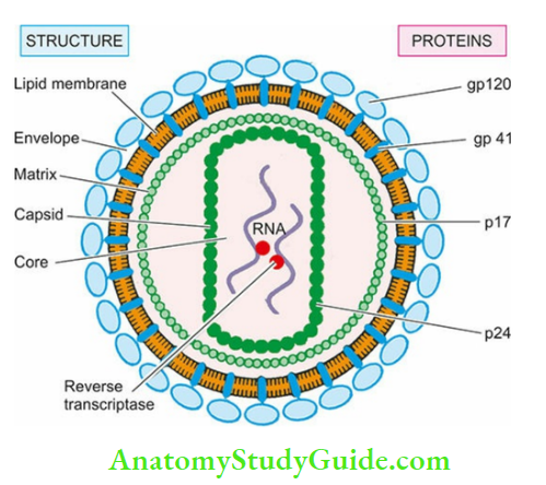 Acquired Immunodeficiency Syndrome Symptoms And Causes Schematic Representation Of Structure And Associated Proteins Of HIV