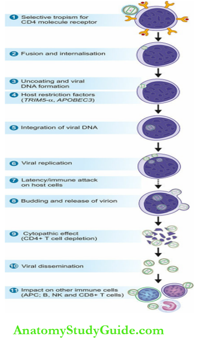 Acquired Immunodeficiency Syndrome Symptoms AndSequence Of Events In The Life Cycle Of HIV Infection In The Target Cell