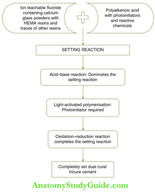 Adhesive Restorations On Primary Setting Reaction Of Resin-Modified Glass Ionomer Cement. HEMA, Hydroxyethyl Methacrylate