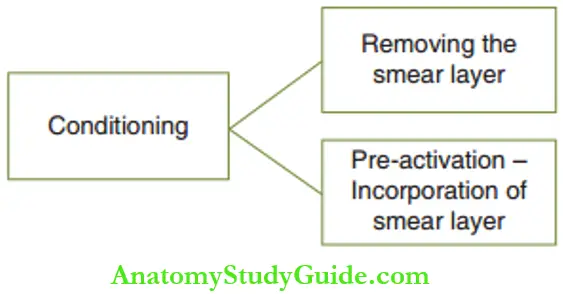 Adhesive Restorations On Primary Teeth Conditioning Can Treat The Smear Layer In Two Ways; Elimination Or Incorporation
