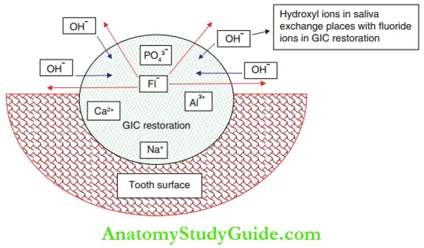 Adhesive Restorations On Primary Teeth Fluoride Release From Glass Ionomer Restoration