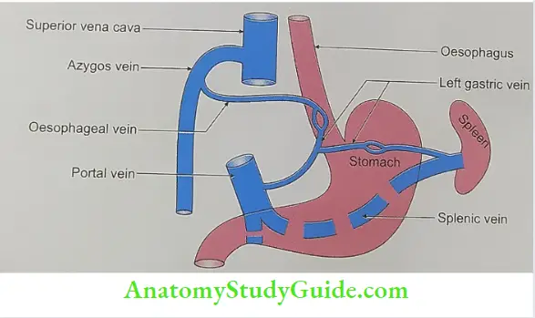 Anastomosis between superior vena cava and portal vein through oesophageal venous