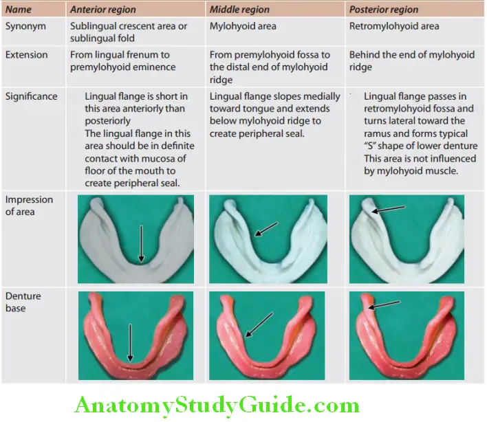 Anatomical Landmarks Edentulous Mandibular Arch three parts of alveololingual sulcus