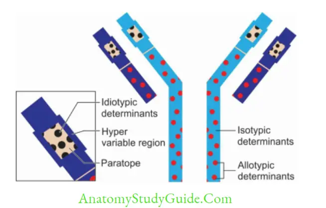 Antigen, Antibody, Antigen-Antibody Reaction, and Complement Antigenic determinants of immunoglobulins