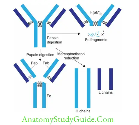 Antigen, Antibody, Antigen-Antibody Reaction, and Complement Enzymatic digestion of immunoglobulin