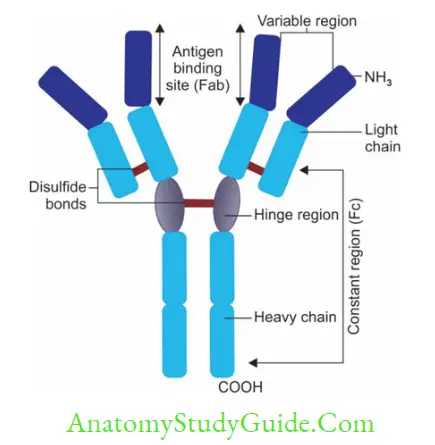 Antigen, Antibody, Antigen-Antibody Reaction, and Complement General structure of antibody