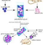 Antigen, Antibody, Antigen-Antibody Reaction, and Complement Hybridoma technology
