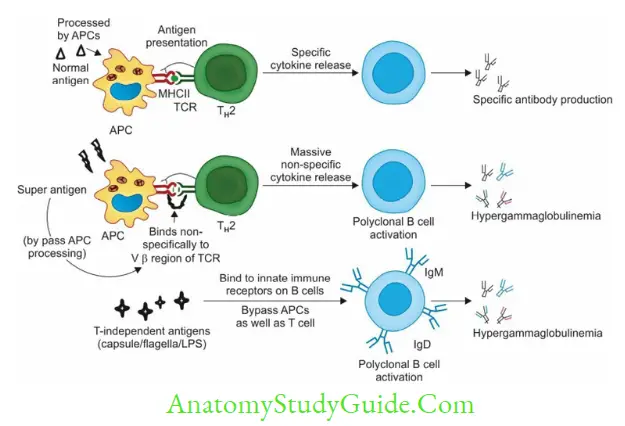 Antigen, Antibody, Antigen-Antibody Reaction, and Complement Mechanism of action of superantigens, T-dependent and T-independent antigens