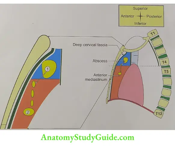 Applied anatomy of anterior mediastinum Abscess in anterior mediastinum comes pm