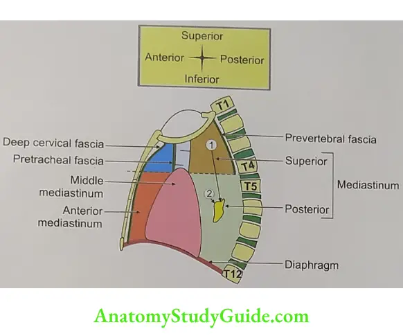 Applied anatomy of the posterior mediastinum Abscess in the posterior mediastinum may come from