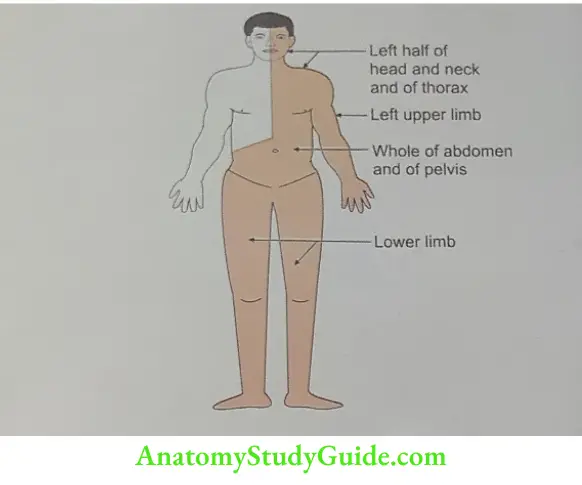 Area of body drained by thoracic duct