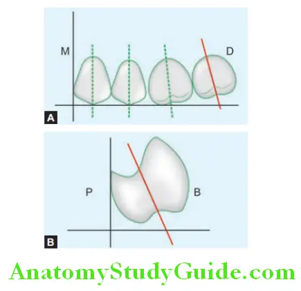 Arrangement Of Artificial Teeth diagrammatic representation of arrangement of maxillary second molar