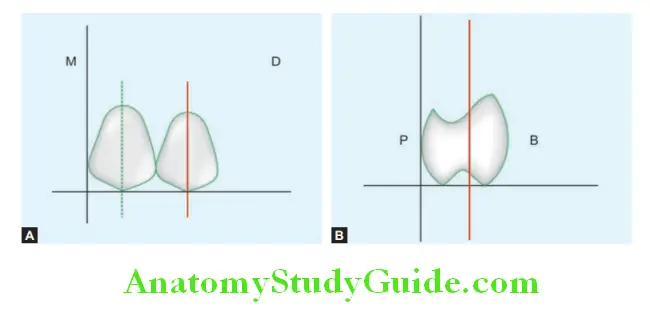 Arrangement Of Artificial Teeth diagrammatic representation of arrangement of maxillary second premolar