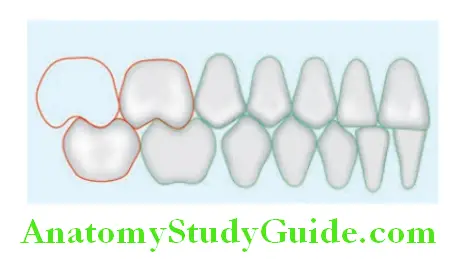 Arrangement Of Artificial Teeth line diagram showing contact of mandibular first molar with maxillary teeth.