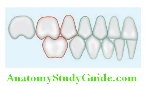 Arrangement Of Artificial Teeth line diagram showing contact of mandibular first molar with maxillary teeth