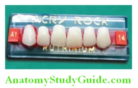 Arrangement Of Artificial Teeth maxillary anterior teeth