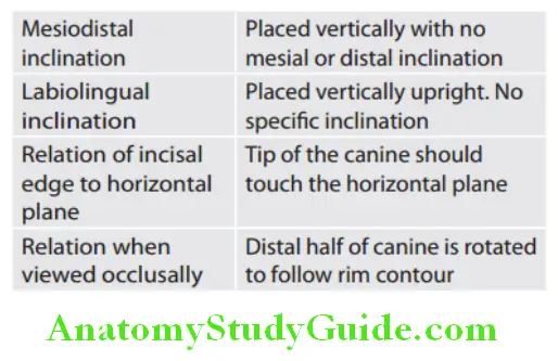 Arrangement Of Artificial Teeth maxillary canine arrangement guidelines