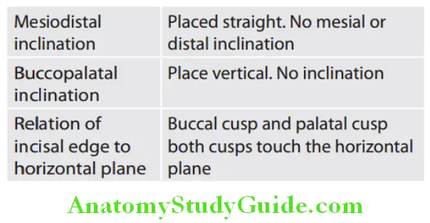 Arrangement Of Artificial Teeth maxillary second premolar arrangement guidelines