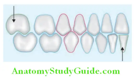 Arrangement Of Artificial Teeth tooth contact with opposite teeth