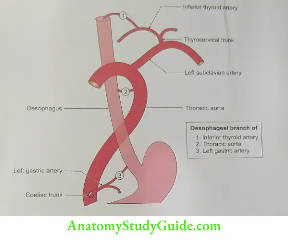 Arterial Supply of Oesophagus