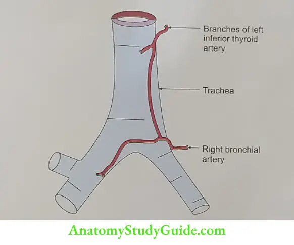 Arterial Supply of Trachea