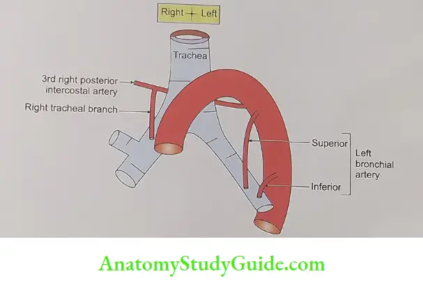 Arterial Supply of lung.