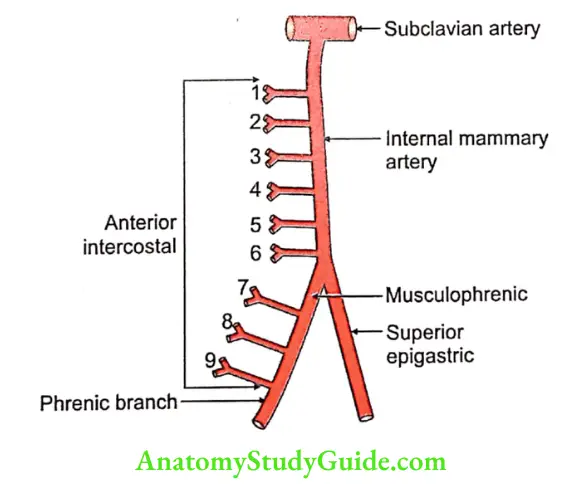 Wall of Thorax Question And Answers - Anatomy Study Guide