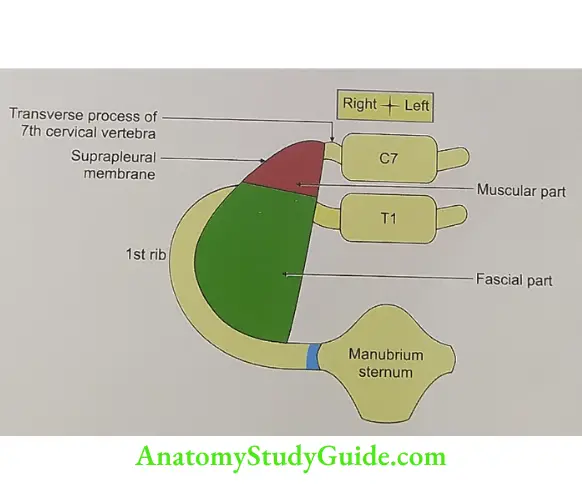 Attachments of the suprapleural membrane