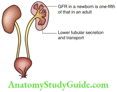 Basic Paediatric Medicine Paediatric Renal System GFR, Glomerular Filtration Rate