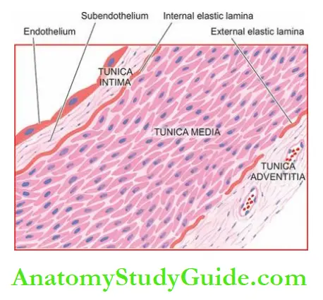 Blood Vessels And Lymphatics The structure of a medium-sized muscular artery