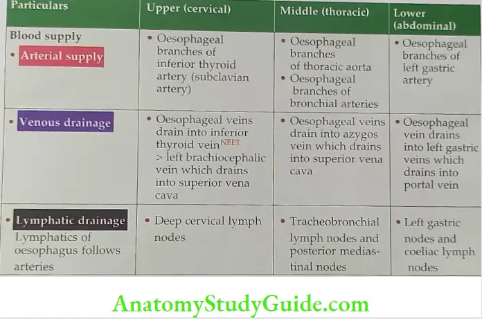 Blood supply and lymphatic drainage of oesophagus