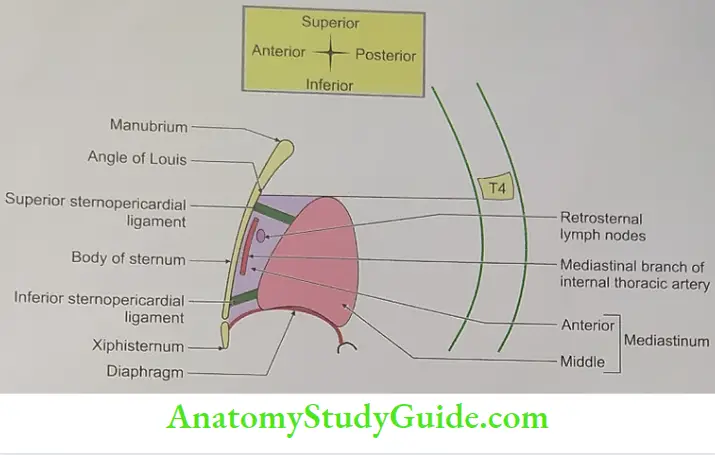 Boundaries and contents of anterior mediastinum.