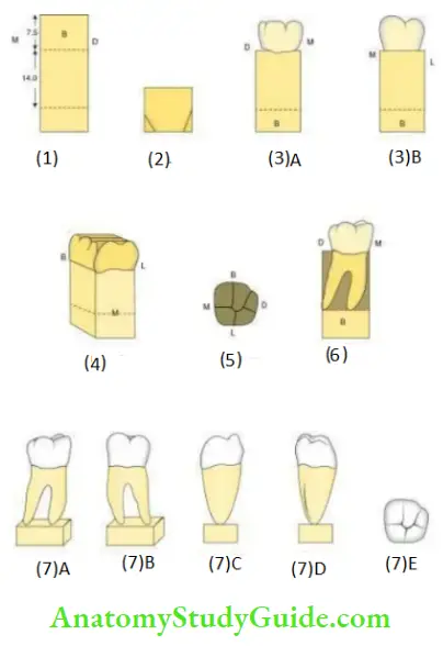 Carving Of The Permanent Mandibular Molars carving of the paermanent mandibular second molar