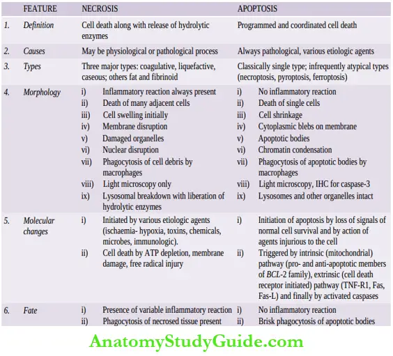 Cellular Adaptations And Cell Injury Contrasting Features Of Necrosis And Apoptosis