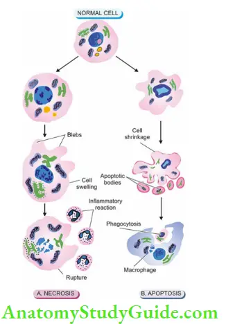 Cellular Adaptations And Cell Injury Necrosis And Apoptosis