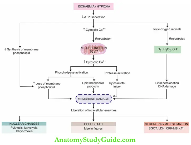 Cellular Adaptations And Cell Injury Sequence Of Events in The Pathogenesis Of Reversible