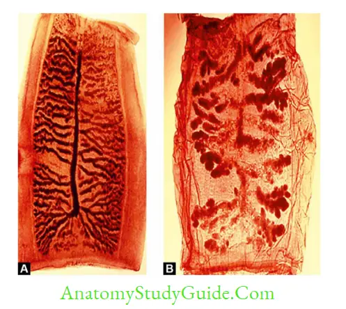 Cestodes And Trematodes Notes - Anatomy Study Guide