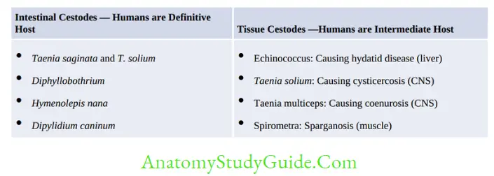 Cestodes And Trematodes Notes - Anatomy Study Guide