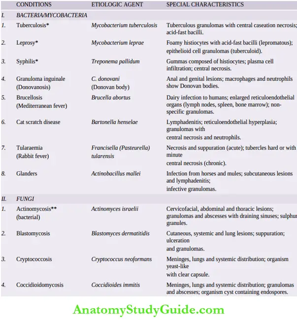 Tuberculosis Granuloma Notes - Anatomy Study Guide