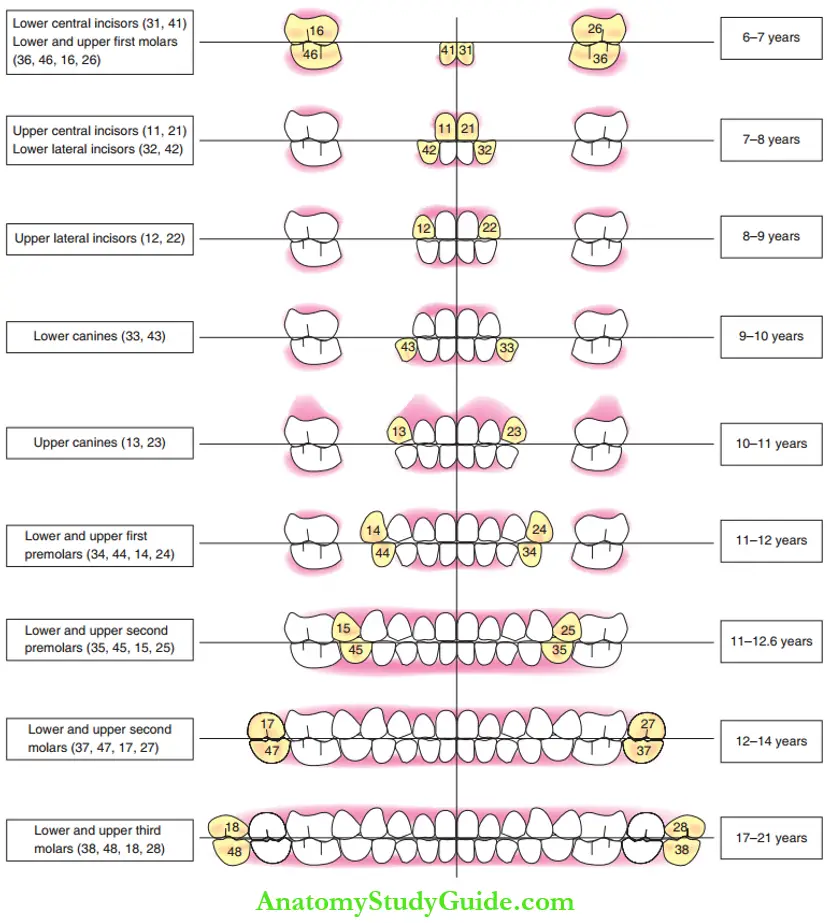 Chronology Of Teeth Eruption Chronological Sequence Of Eruption Of Permanaent Teeth